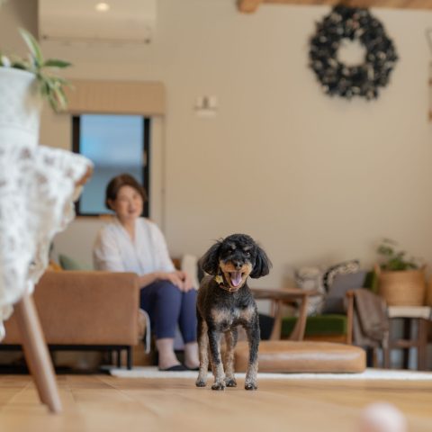 全建が手がけた注文住宅の施工事例（モデルハウス・住宅展示場）  