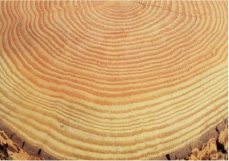 住宅展示場 注文住宅 モデルハウス 工務店 木の城いちばん 倉敷市